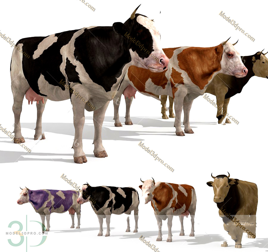 Dairy Cow 3D Models for Download