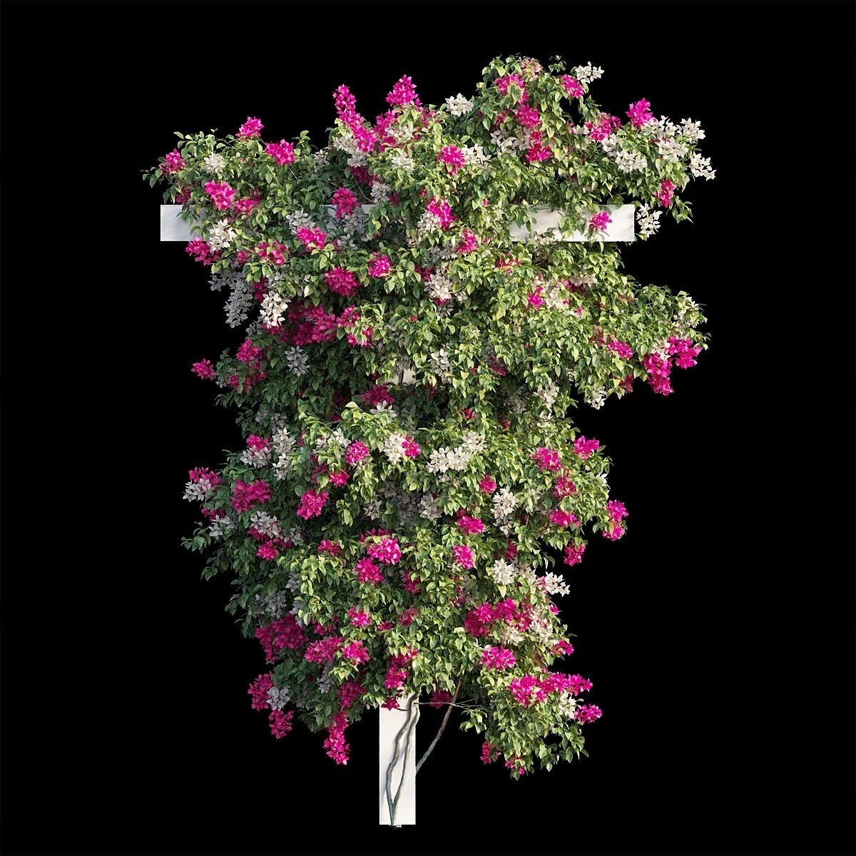 3ds Max Model – Bougainvillea Climber Plant Corona Render_4286