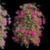 3ds Max Model – Bougainvillea Climber Plant Corona Render_4640