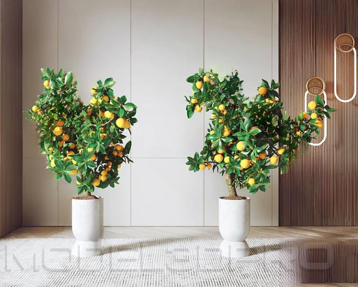 3D Kumquat Tree Model for Download – 3ds Max V-Ray Render