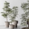 Indoor Green Sapling 3D Model – 3ds Max Decoration Asset