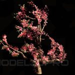 Peach Blossom Tree 3D Model – High Quality 3ds Max V-Ray Render