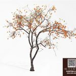 Autumn Persimmon Tree with Orange Fruits – 3ds Max V-Ray 3D Model_5899