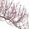 Free Download Peach Tree 3Ds Max Model Realistic Blossom Tree for Landscape_7352_cr