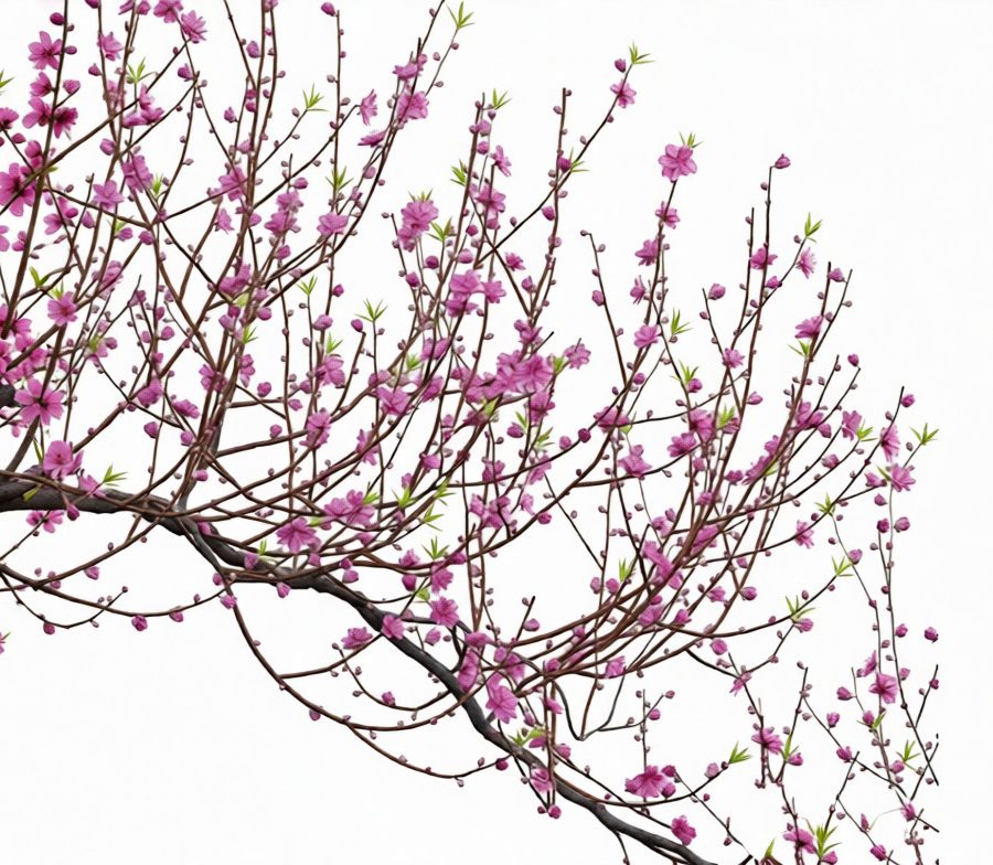 Free Download Peach Tree 3Ds Max Model Realistic Blossom Tree for Landscape_7352_cr